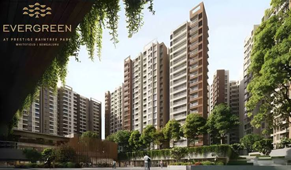 Prestige Evergreen